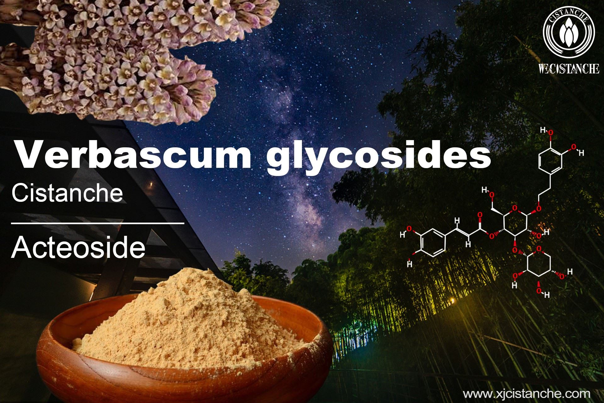 verbascoside verbascoside