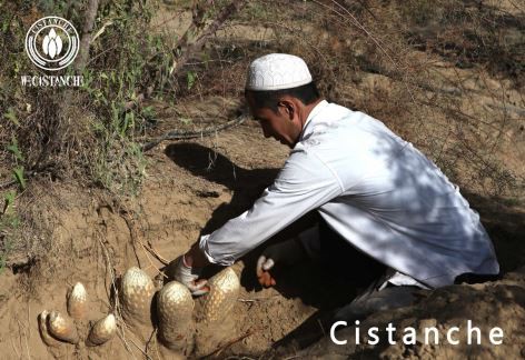 cistanche herb: immunity