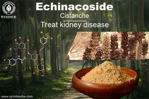 Cistanche deserticola prevents kidney disease, click here to get the sample