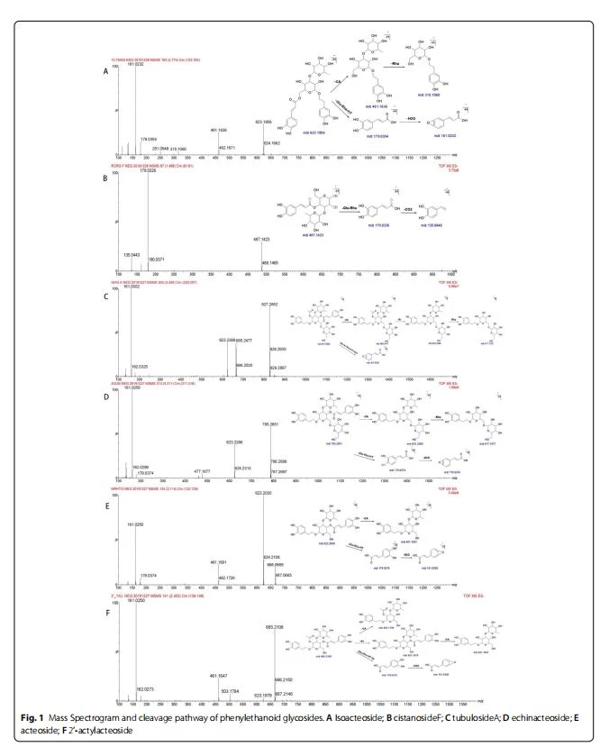 Mass Spectrogram and cleavage pathway of phenylethanoid glycosides Mass Spectrogram and cleavage pathway of phenylethanoid glycosides