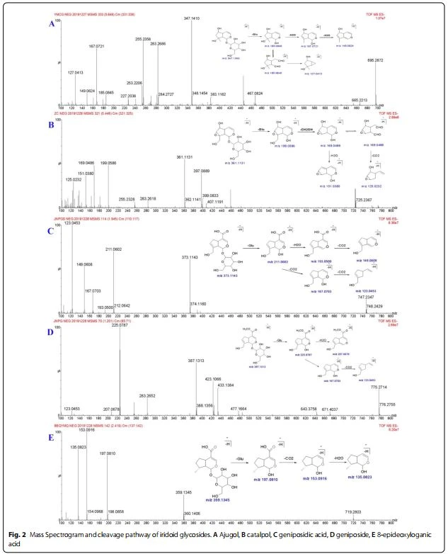 Mass Spectrogram and cleavage pathway of iridoid glycosides. Mass Spectrogram and cleavage pathway of iridoid glycosides.