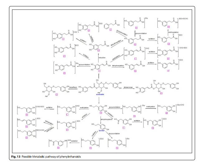 Possible Metabolic pathway of phenylethanoids Possible Metabolic pathway of phenylethanoids