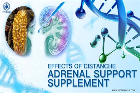 effects of cistanche adrenal support supplement effects of cistanche adrenal support supplement
