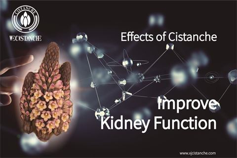 effects of cistanche:improve kidney function6 effects of cistanche:improve kidney function6