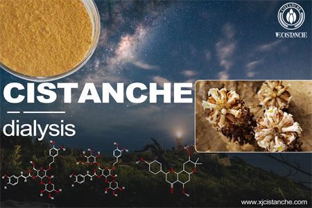 Cistanche-kidney dialysis-4(22)