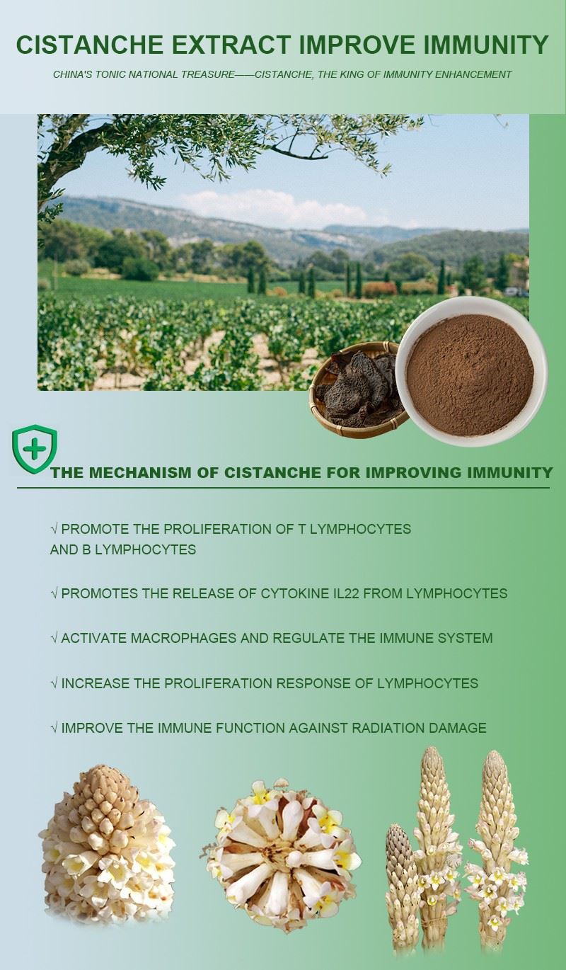 Cistanche-Extract-for-Improve-Immunity