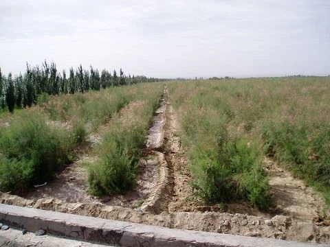 cistanche and tongkat ali 