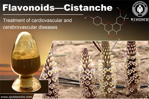flavonoids-cistanche cardiovascular cerebrovasular