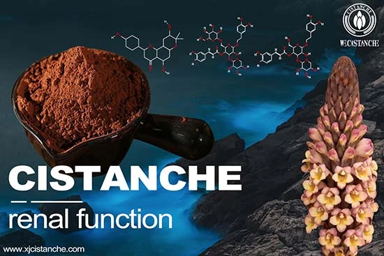 standardized cistanche standardized cistanche