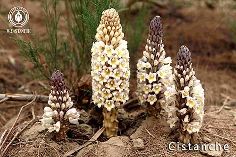 Cistanche for skincare Cistanche for skincare