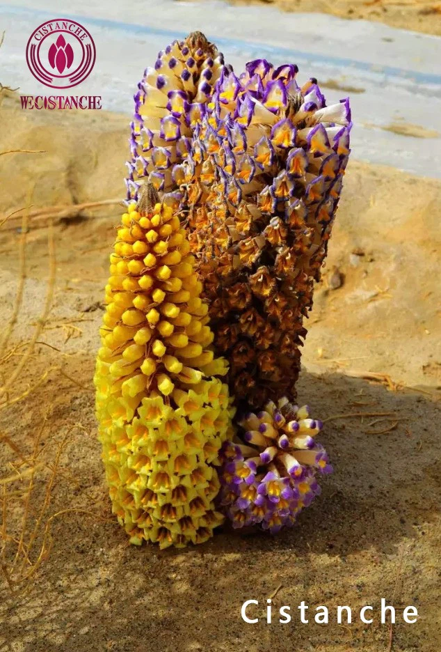 what is cistanche used for