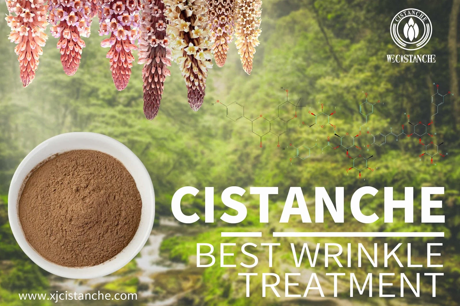 cistanche nedir