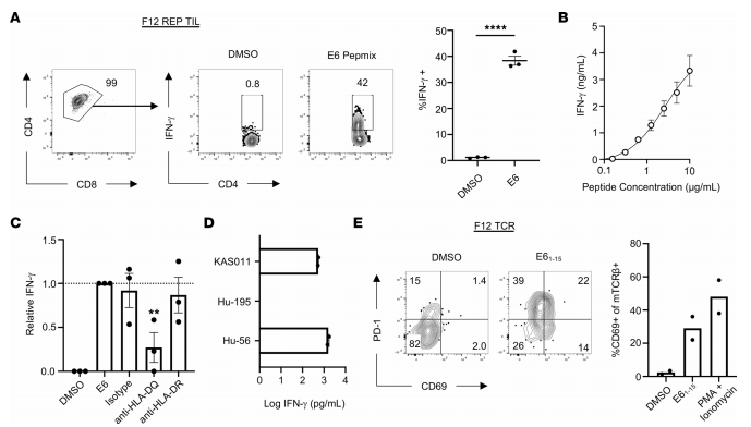 Figure 3. Functional characteristics of clonally expanded, HLA-DQ–restricted, E6-specific CD4+ TILs. (A)
