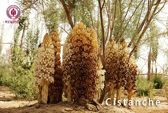 Cistanche deserticola (2)