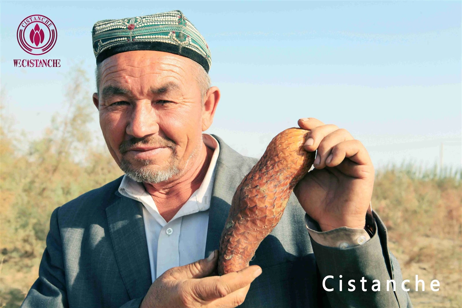 Cistanche tubulosa for dietary supplement Cistanche tubulosa for dietary supplement