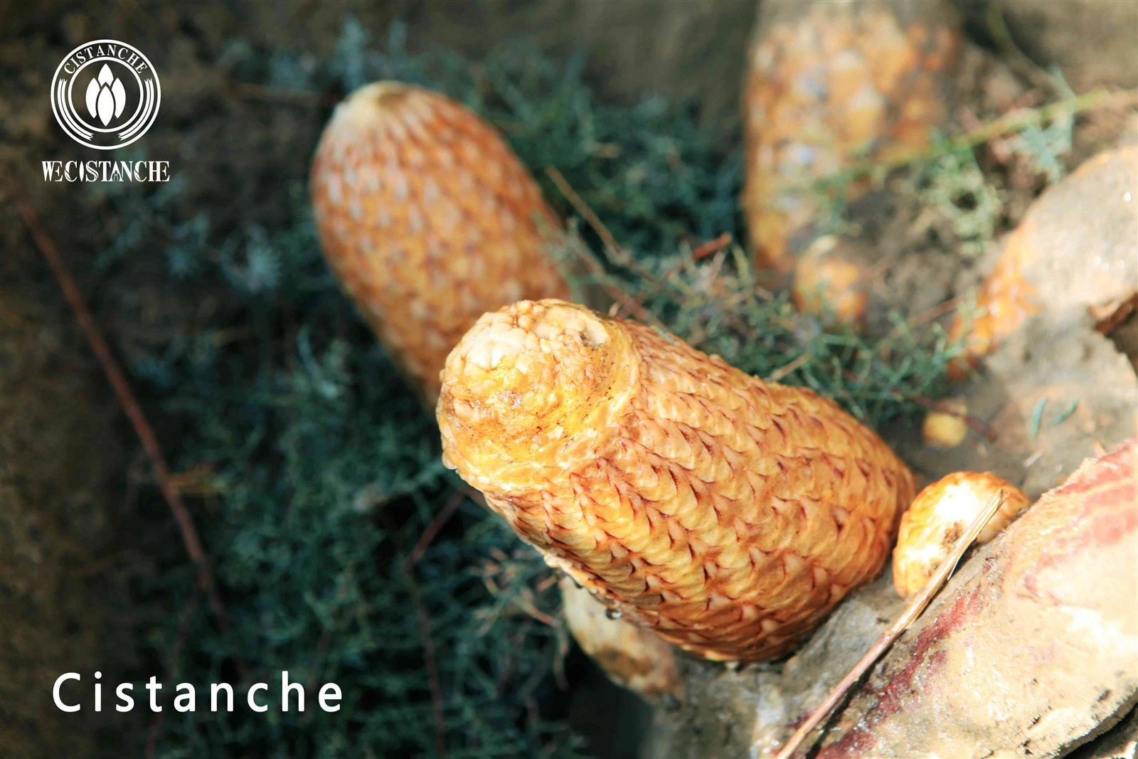 Cistanche tubulosa for dietary supplement Cistanche tubulosa for dietary supplement