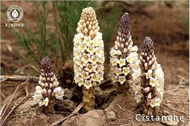 Cistanche Tubulosa Materiały Cistanche Root Cistanche Stem Cistanche Extract